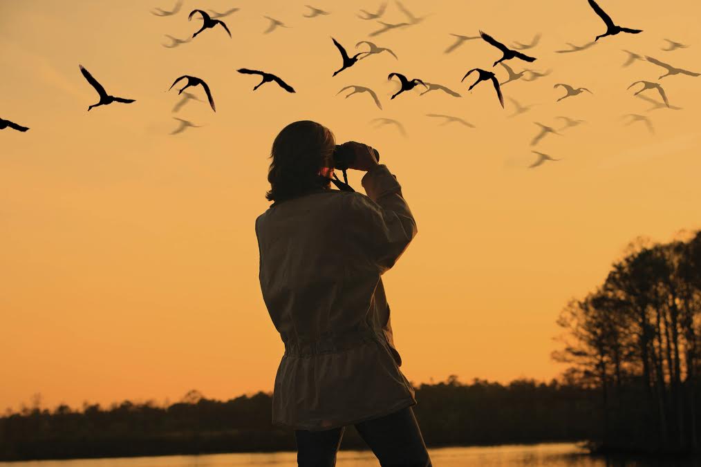 Ornithology-Career-Mindler